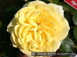 Sunlight Romantica