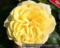 Sunlight Romantica kaufen, click for more details Sunlight Romantica