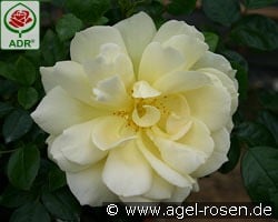 Sunstar  syn. Gabriele Gebauer kaufen, click for more details Sunstar  syn. Gabriele Gebauer