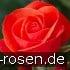 Buy Sweet Garden Party