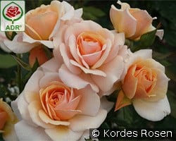 Sweet Honey kaufen, click for more details Sweet Honey