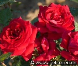 Sweet love of Mine kaufen, click for more details Sweet love of Mine