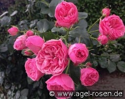 The Matador - Plant'n'Relax kaufen, click for more details The Matador - Plant'n'Relax