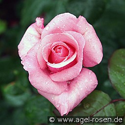 The Queen Elizabeth Rose kaufen, click for more details The Queen Elizabeth Rose