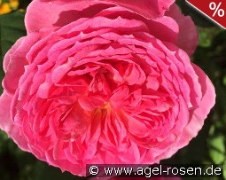 Theo Clevers Essbare Rose