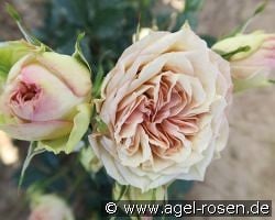 Thom Hecht Ballettförderzentrum Rose kaufen, click for more details Thom Hecht Ballettförderzentrum Rose