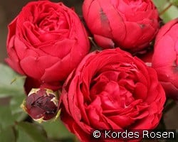 Till Eulenspiegel kaufen, click for more details Till Eulenspiegel