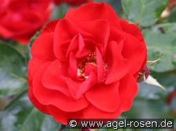 Tornado kaufen, click for more details Tornado