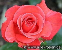 Träumerei kaufen, click for more details Träumerei