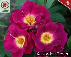 Weg der Sinne kaufen, click for more details Weg der Sinne