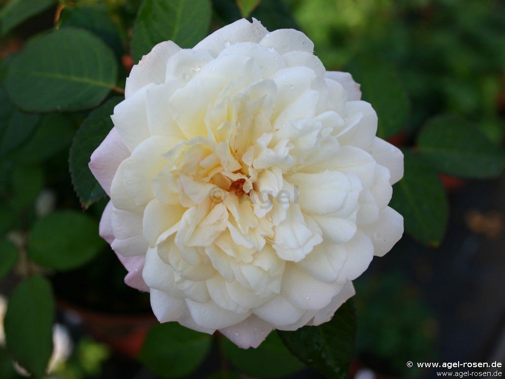 Buy Weiße Gruß An Aachen Floribunda Rose Agel Rosen