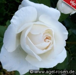 Weisse Queen Elizabeth