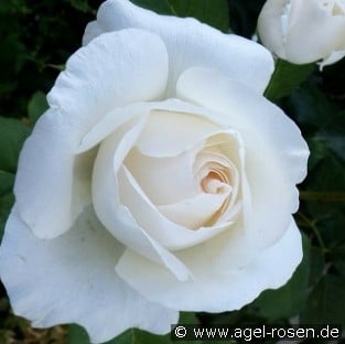 Weisse Queen Elizabeth