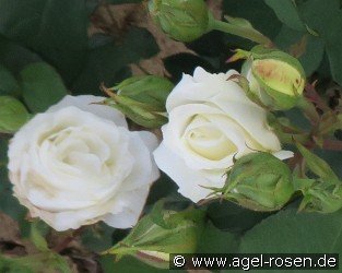 Weißer Engel