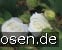 Weißer Engel