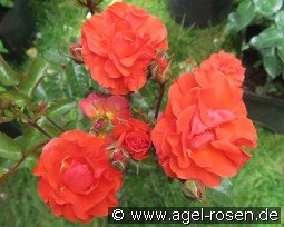 Westpoint kaufen, click for more details Westpoint