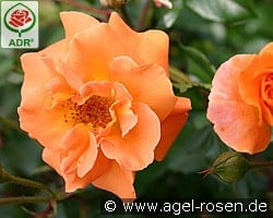 Westzeit kaufen, click for more details Westzeit