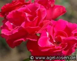 Wettra kaufen, click for more details Wettra