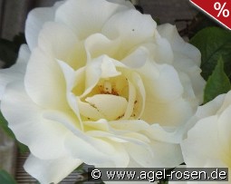 White Meilove syn. Inner Wheel