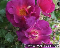 Wild Rover kaufen, click for more details Wild Rover