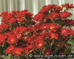 Wing Ding kaufen, click for more details Wing Ding