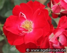 Winky Girl kaufen, click for more details Winky Girl