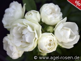 Witte Koster