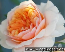 Xavier de Fraissinette kaufen, click for more details Xavier de Fraissinette