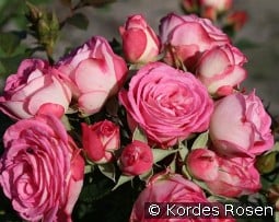 Xenia kaufen, click for more details Xenia