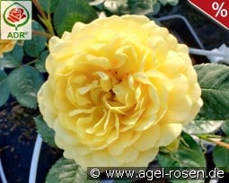 Yellow Meilove kaufen, click for more details Yellow Meilove