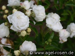 Yvonne Rabier kaufen, click for more details Yvonne Rabier