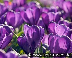 Flower Record kaufen, clicken für mehr Details Flower Record