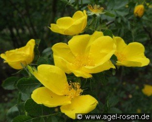 Rosa foetida