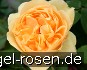 Buy Rosa foetida 'Persiana' Persian Yellow