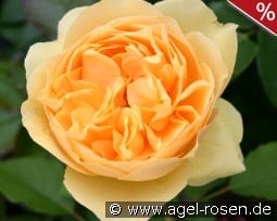 Rosa foetida 'Persiana' Persian Yellow kaufen, click for more details Rosa foetida 'Persiana' Persian Yellow