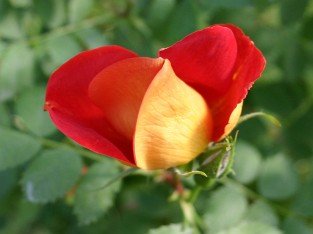 Rosa lutea bicolor atropurpurea