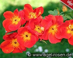 Rosa lutea bicolor atropurpurea kaufen, click for more details Rosa lutea bicolor atropurpurea