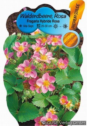 Rosa Erdbeere