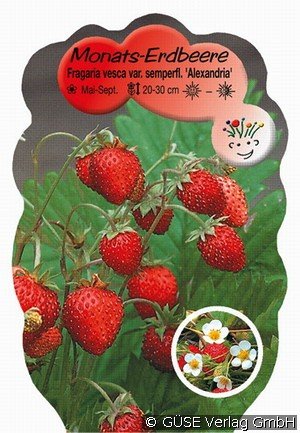Monats-Erdbeere