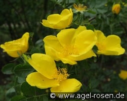 Rosa foetida