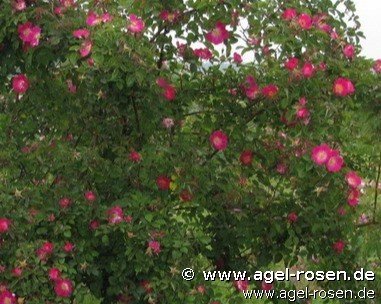 Rose ‘Rosa foetida ‘Parkfeuer‘‘ (2-Liter Biotopf)