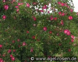 Rosa foetida 'Parkfeuer'