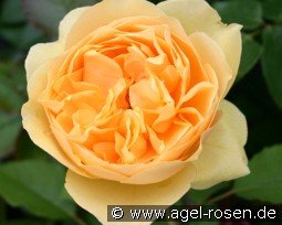 Rosa foetida 'Persiana' Persian Yellow