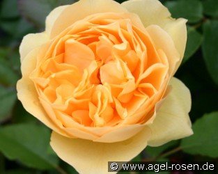 Rosa foetida 'Persiana' Persian Yellow
