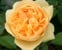 Rosa foetida 'Persiana' Persian Yellow