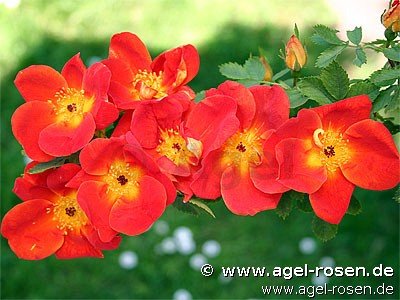 Rose ‘Rosa lutea bicolor atropurpurea‘ (wurzelnackte Rose)