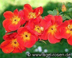 Rosa lutea bicolor atropurpurea