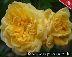 Schloß Dryburg kaufen, clicken für mehr Details Schloß Dryburg