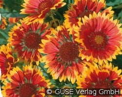 Kokardenblume kaufen, click for more details Kokardenblume