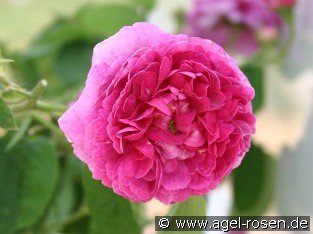 Aimable Rouge